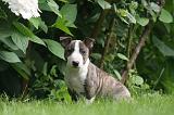 BULL TERRIER MINIATURE 127